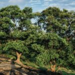 Reforest AI
