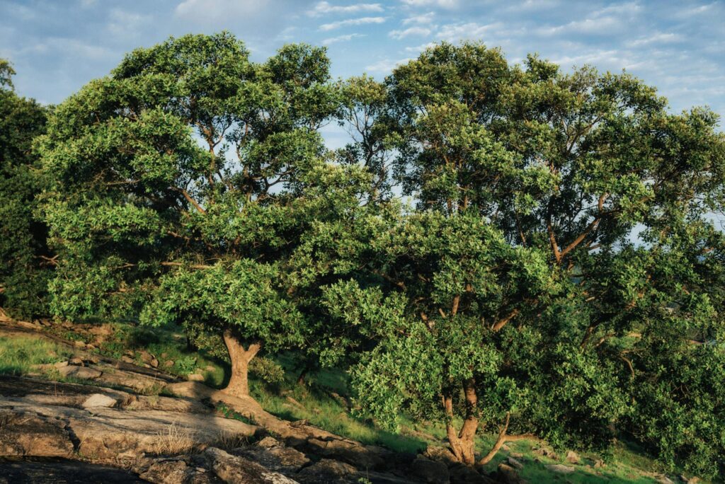 How three Nigerian’s teens built AI-powered solution to protect forests