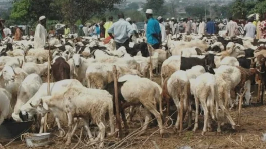Sallah: Ram prices surge amid insecurity, low supply
